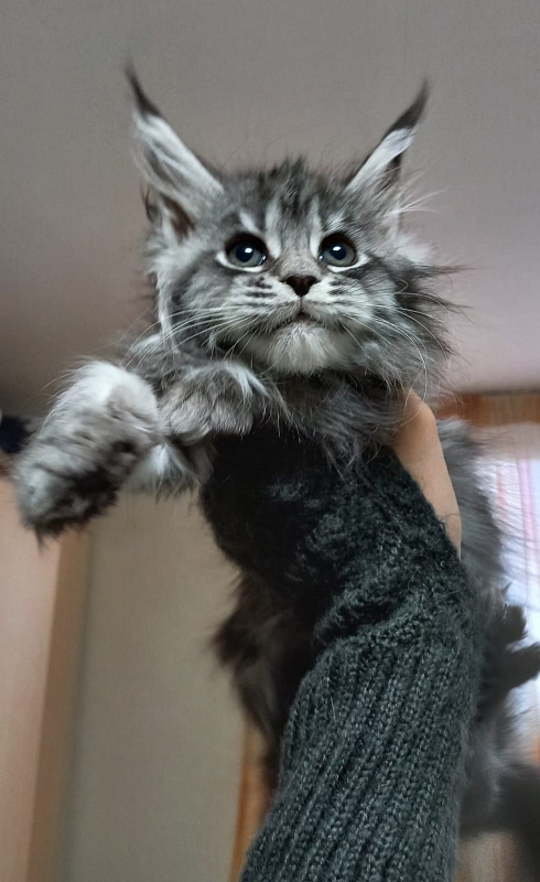 Big Mom Akbars - Kitten maine-coon 2 months 1.5 week