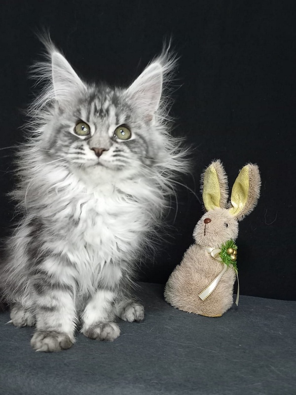 Big Mom Akbars - Kitten maine-coon 3 months 3 weeks