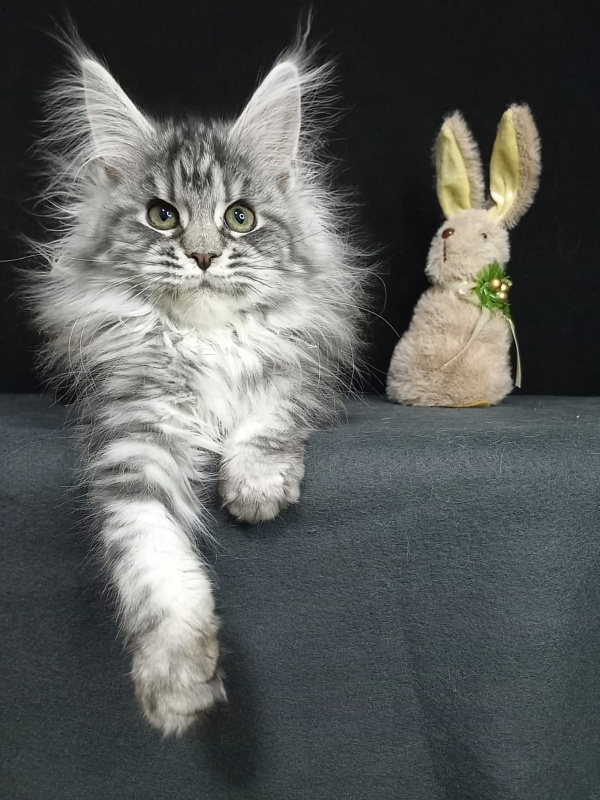 Big Mom Akbars - Kitten maine-coon 3 months 3 weeks