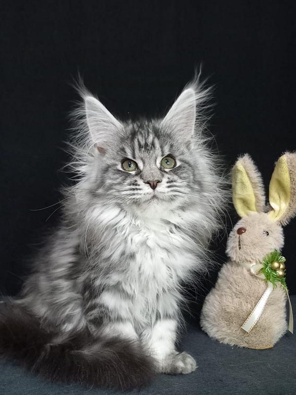 Big Mom Akbars - Kitten maine-coon 3 months 3 weeks