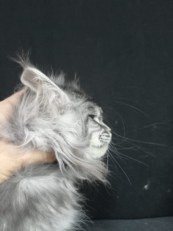 Big Mom Akbars - Kitten maine-coon 3 months 3 weeks