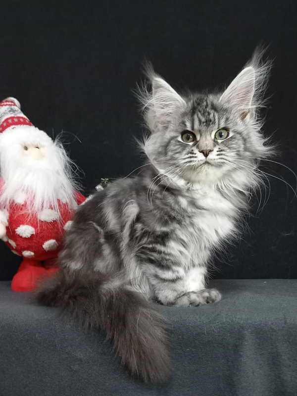 Big Mom Akbars - Kitten maine-coon 4 months 2 weeks