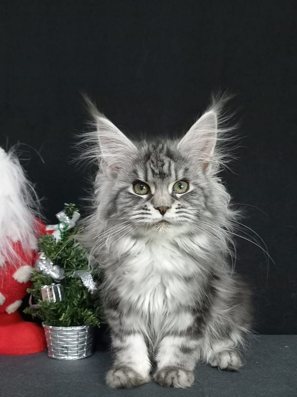 Big Mom Akbars - Kitten maine-coon 4 months 2 weeks