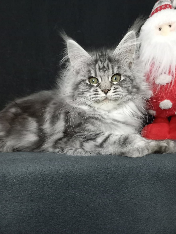 Big Mom Akbars - Kitten maine-coon 4 months 2 weeks