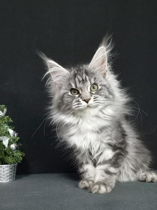 Big Mom Akbars - Kitten maine-coon 4 months 2 weeks
