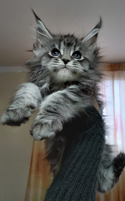 Big Mom Akbars - Kitten maine-coon 2 months 1.5 week