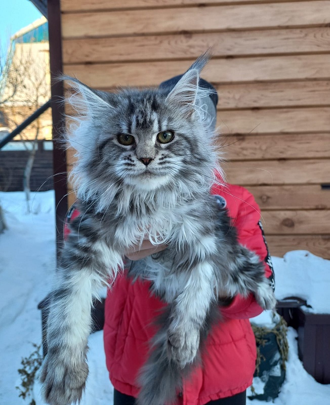 Big Mom Akbars - Kitten maine-coon 5 months 0.5 weeks