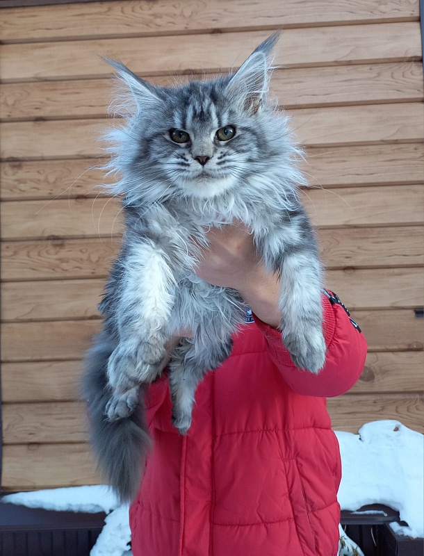 Big Mom Akbars - Kitten maine-coon 5 months 0.5 weeks