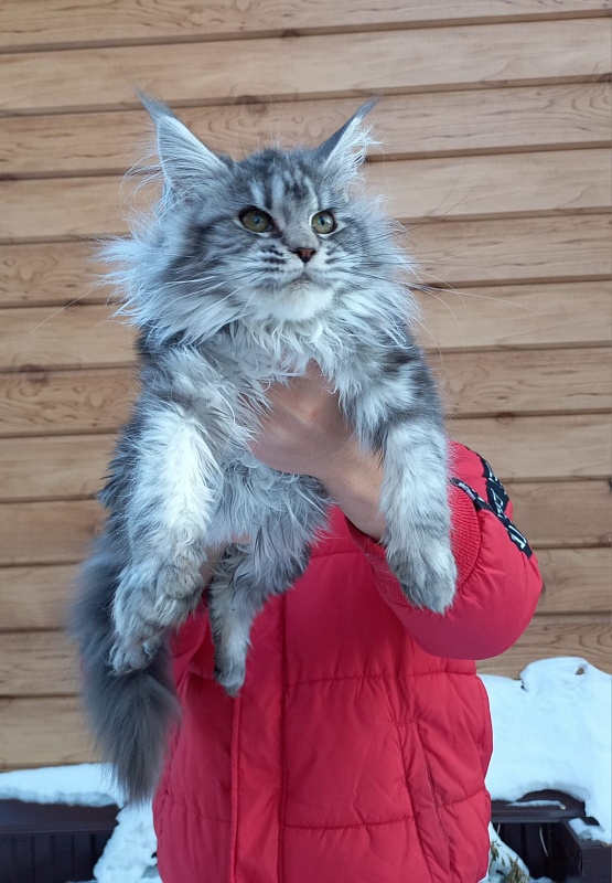 Big Mom Akbars - Kitten maine-coon 5 months 0.5 weeks