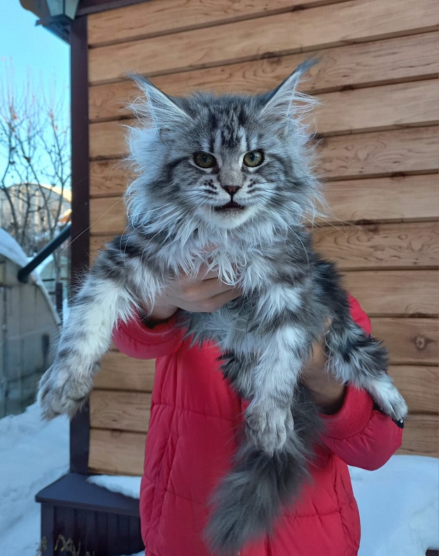 Big Mom Akbars - Kitten maine-coon 5 months 0.5 weeks