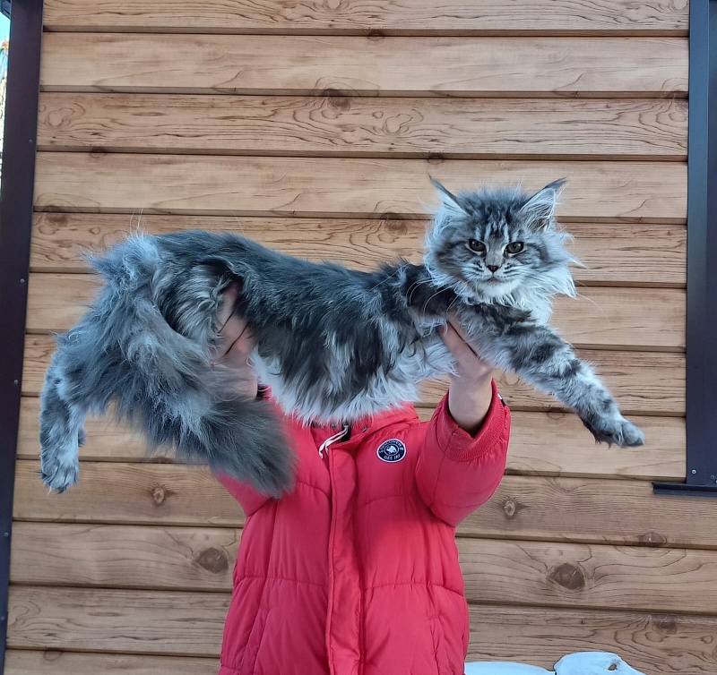 Big Mom Akbars - Kitten maine-coon 5 months 0.5 weeks
