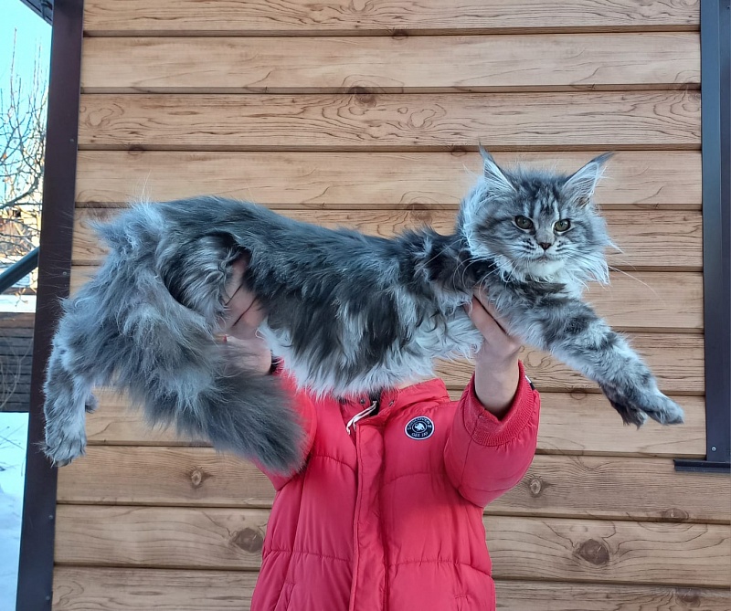 Big Mom Akbars - Kitten maine-coon 5 months 0.5 weeks