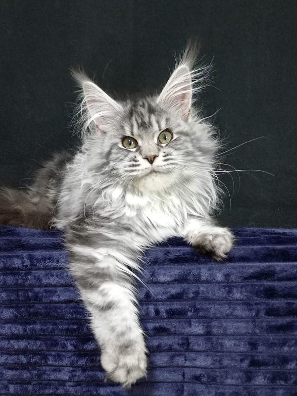 Big Mom Akbars - Kitten maine-coon 5 months 0.5 weeks