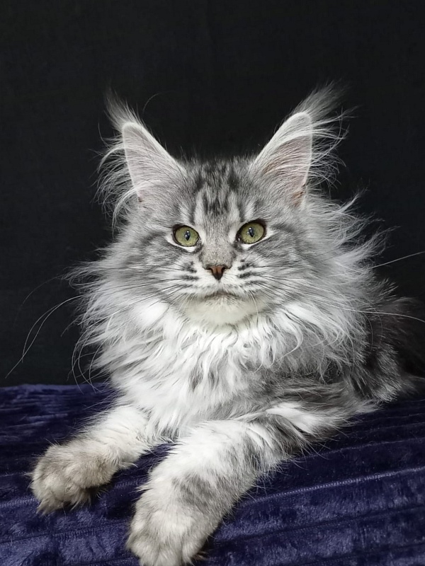 Big Mom Akbars - Kitten maine-coon 5 months 0.5 weeks