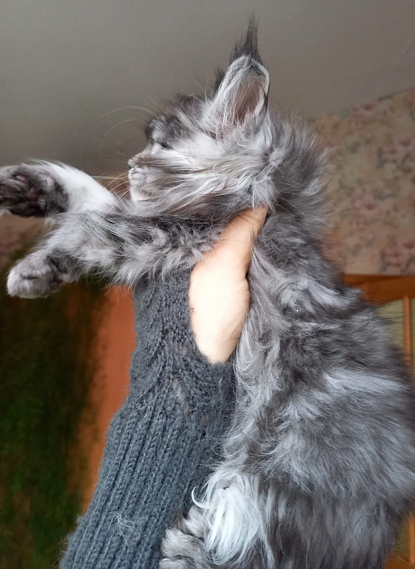 Big Mom Akbars - Kitten maine-coon 2 months 1.5 week
