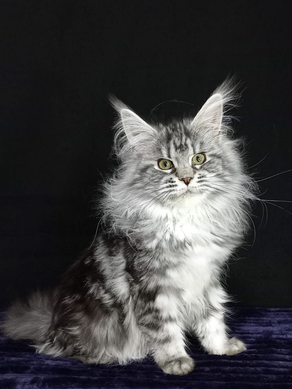 Big Mom Akbars - Kitten maine-coon 5 months 0.5 weeks