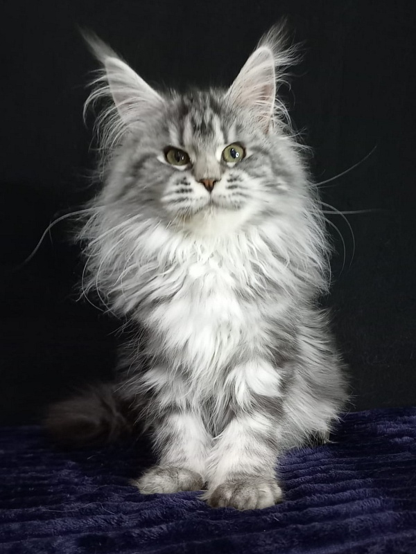 Big Mom Akbars - Kitten maine-coon 5 months 0.5 weeks