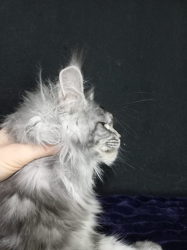 Big Mom Akbars - Kitten maine-coon 5 months 0.5 weeks