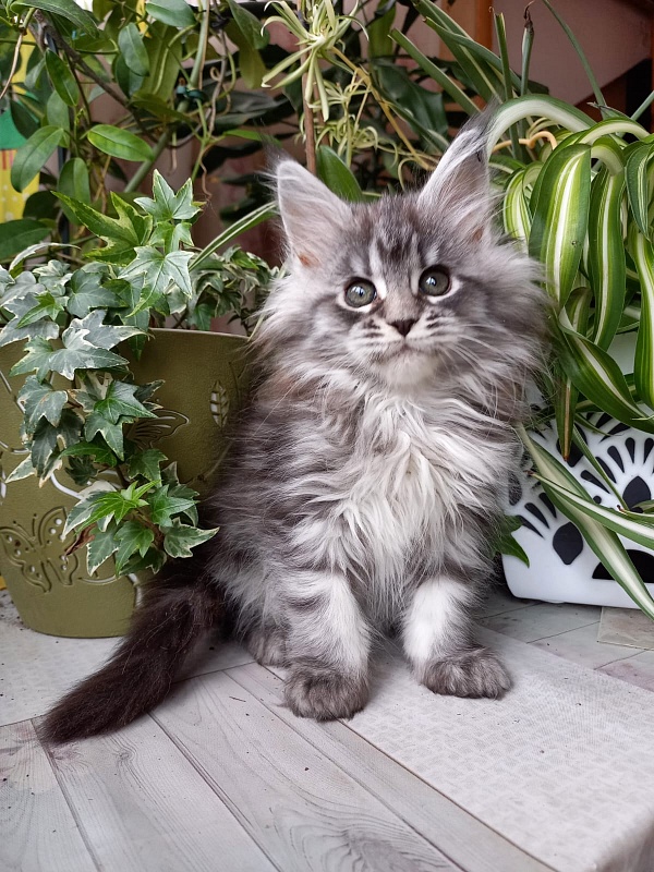 Big Mom Akbars - Kitten maine-coon 2 months 1.5 week