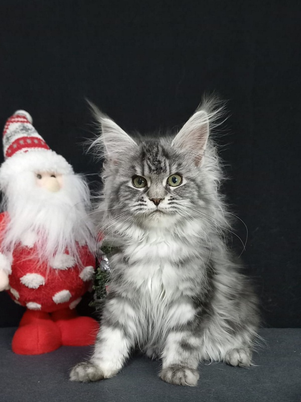 Big Mom Akbars - Kitten maine-coon 4 months 2 weeks