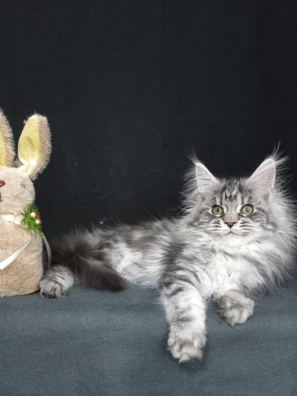 Big Mom Akbars - Kitten maine-coon 3 months 3 weeks