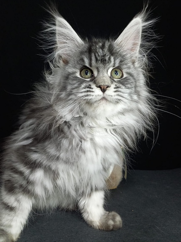 Big Mom Akbars - Kitten maine-coon 3 months 3 weeks