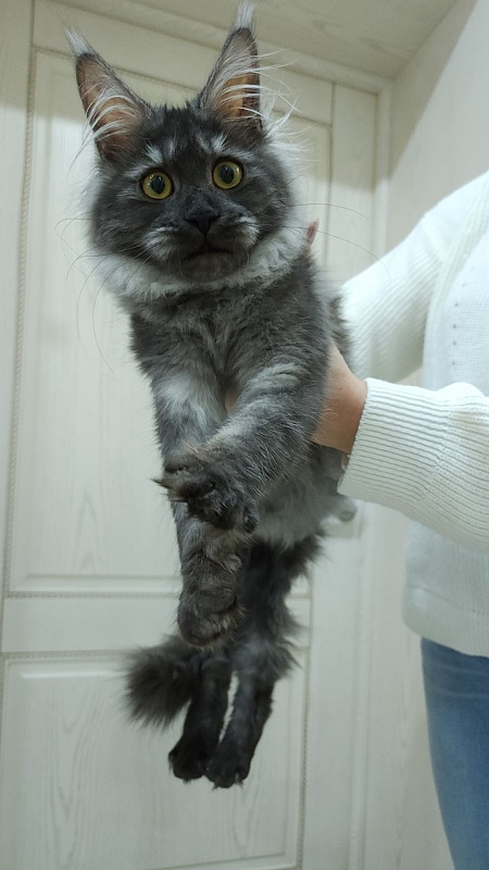 Vanessa Akbars - Kitten maine-coon 5 months 0.5 weeks