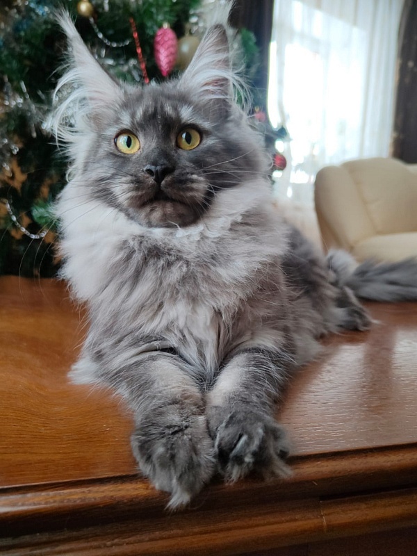 Vanessa Akbars - Kitten maine-coon 5 months 3.5 weeks