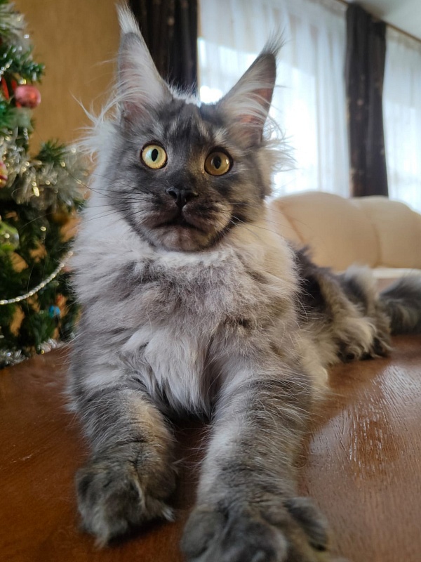 Vanessa Akbars - Kitten maine-coon 5 months 3.5 weeks