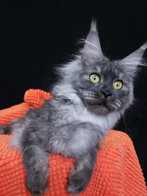 Vanessa Akbars - Junior maine-coon 8 months 0.5 weeks