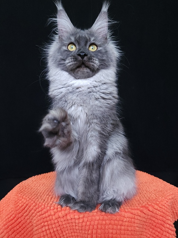 Vanessa Akbars - Junior maine-coon 8 months 0.5 weeks