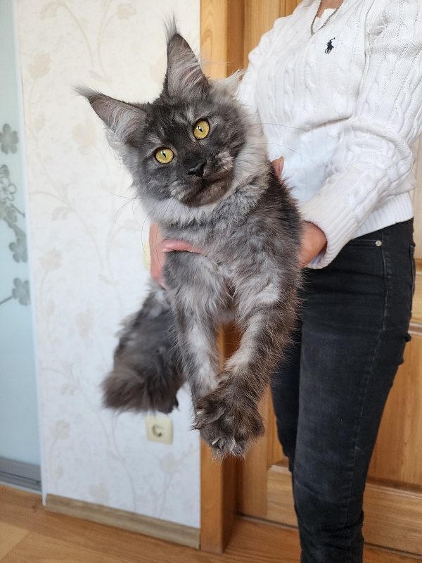 Vanessa Akbars - Kitten maine-coon 6 months 2.5 weeks