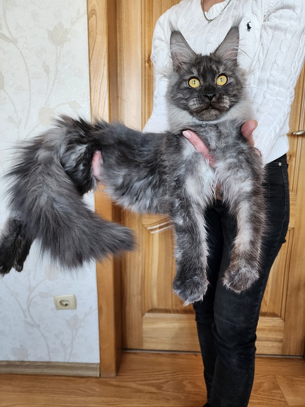 Vanessa Akbars - Kitten maine-coon 6 months 2.5 weeks