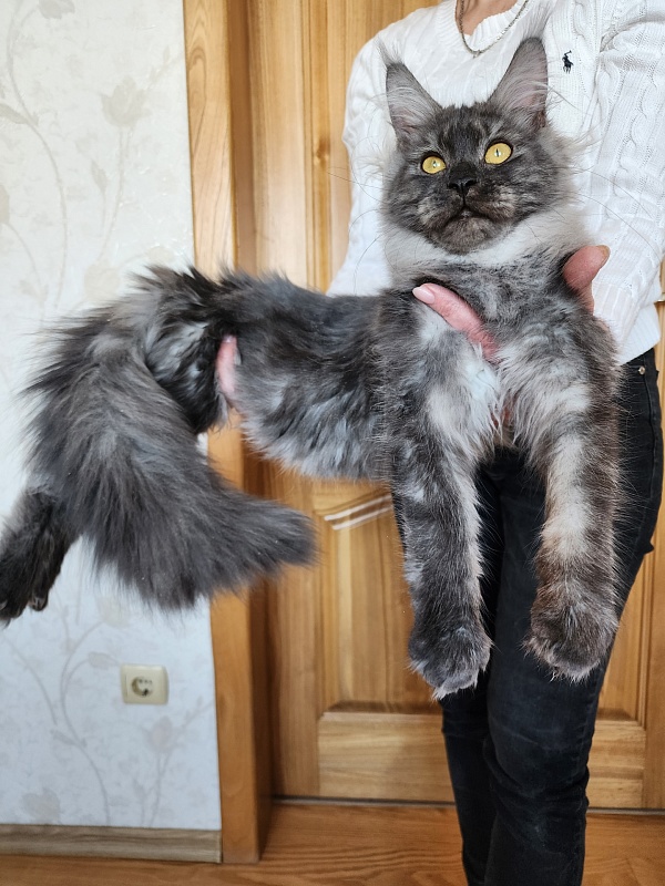 Vanessa Akbars - Kitten maine-coon 6 months 2.5 weeks