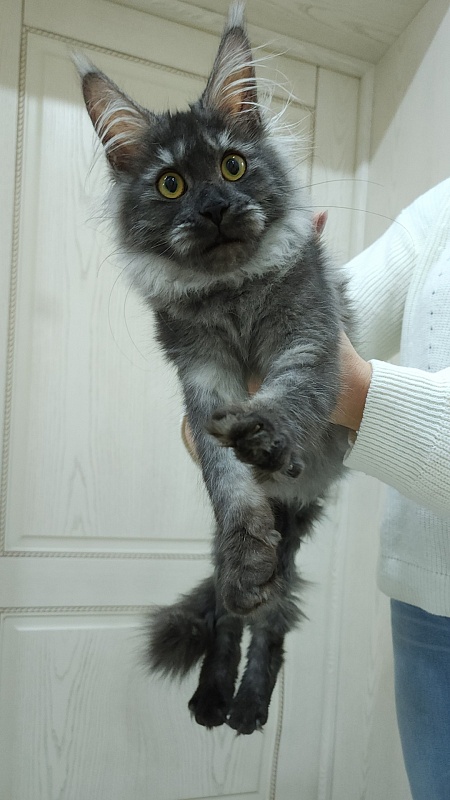 Vanessa Akbars - Kitten maine-coon 5 months 0.5 weeks