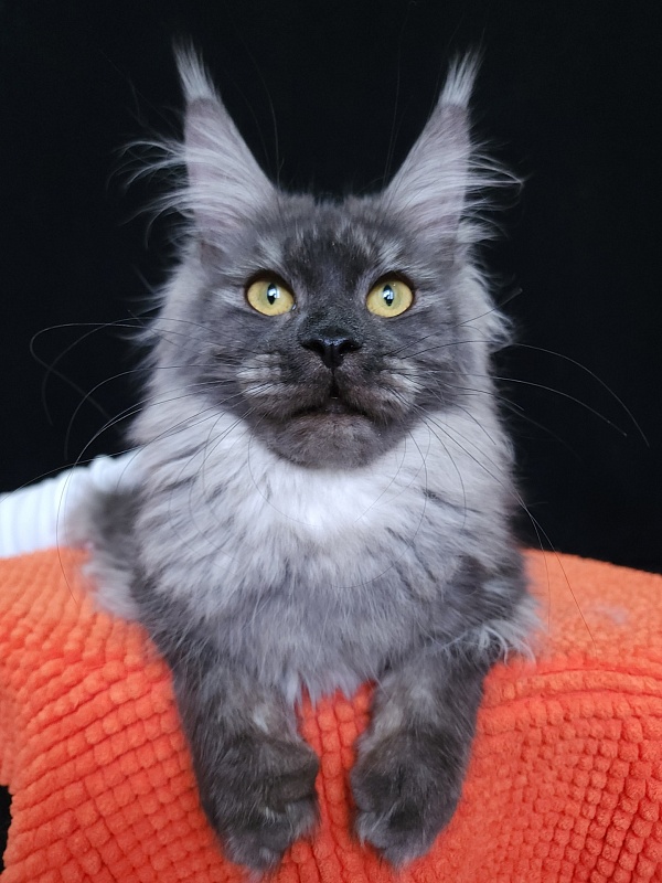 Vanessa Akbars - Junior maine-coon 8 months 0.5 weeks