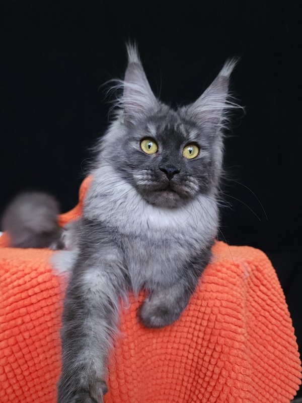 Vanessa Akbars - Junior maine-coon 8 months 0.5 weeks