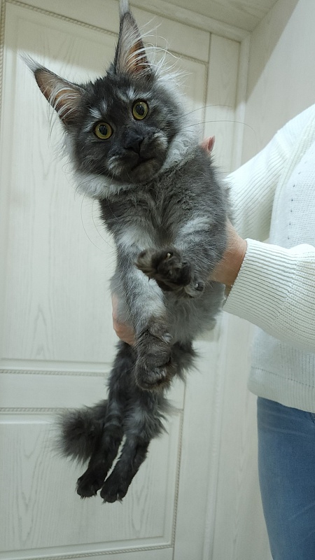 Vanessa Akbars - Kitten maine-coon 5 months 0.5 weeks