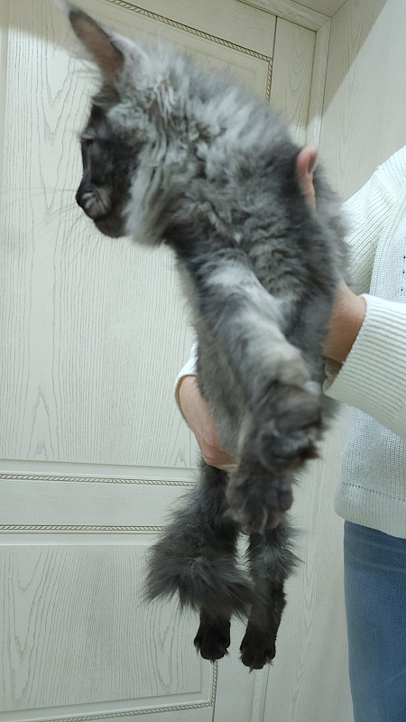 Vanessa Akbars - Kitten maine-coon 5 months 0.5 weeks