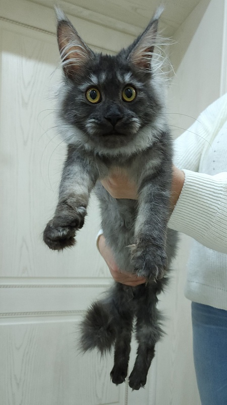 Vanessa Akbars - Kitten maine-coon 5 months 0.5 weeks