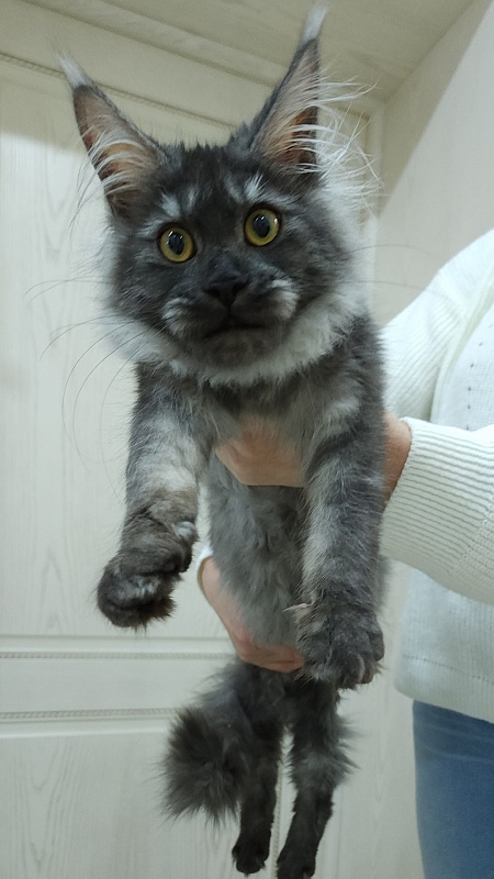 Vanessa Akbars - Kitten maine-coon 5 months 0.5 weeks