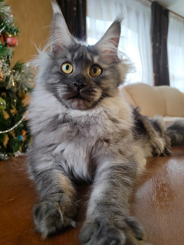 Vanessa Akbars - Kitten maine-coon 5 months 3.5 weeks