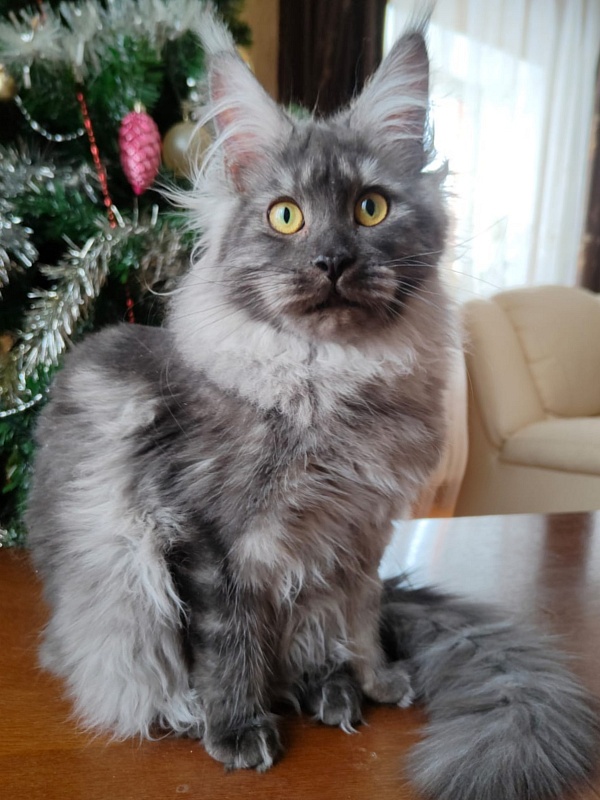 Vanessa Akbars - Kitten maine-coon 5 months 3.5 weeks