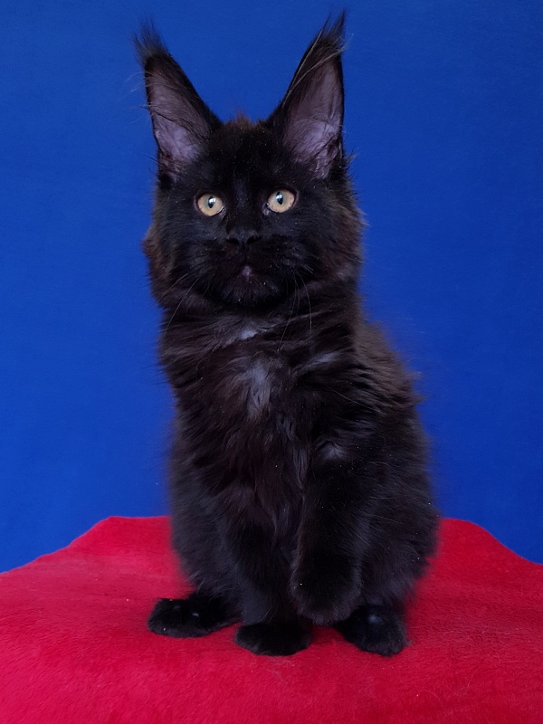 Viola  Akbars - Kitten maine-coon 4 months 2.5 weeks