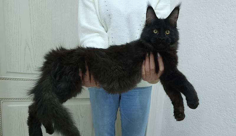 Viola  Akbars - Kitten maine-coon 5 months 0.5 weeks