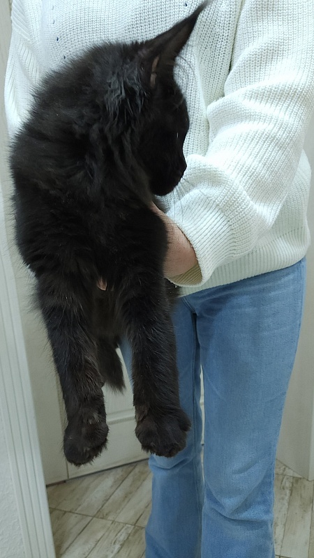 Viola  Akbars - Kitten maine-coon 5 months 0.5 weeks