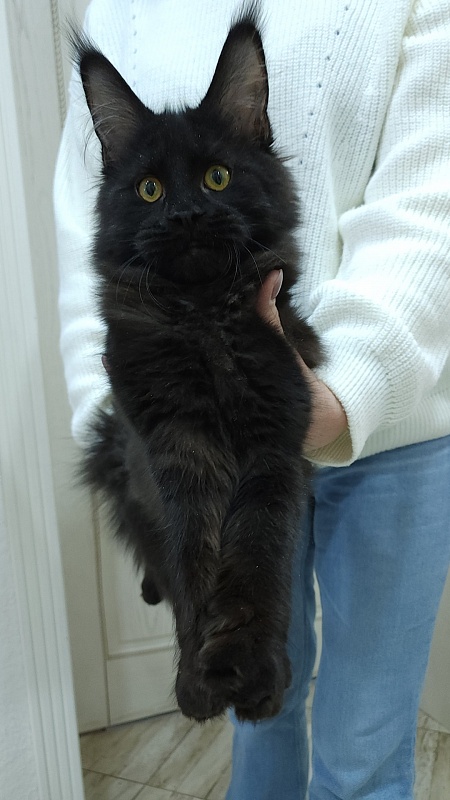 Viola  Akbars - Kitten maine-coon 5 months 0.5 weeks