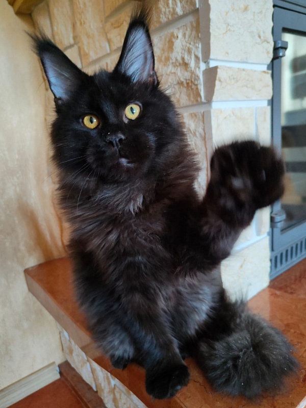 Viola  Akbars - Kitten maine-coon 5 months 3.5 weeks