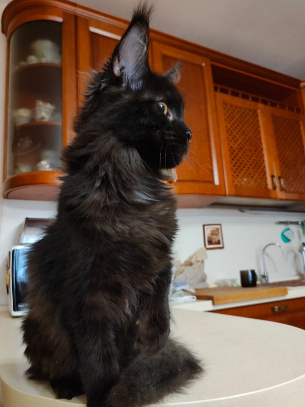 Viola  Akbars - Kitten maine-coon 5 months 3.5 weeks