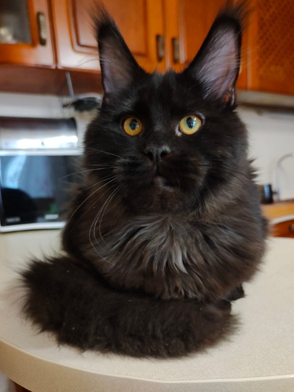 Viola  Akbars - Kitten maine-coon 5 months 3.5 weeks